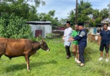 Hewan Kurban di Kota Bengkulu capai 2.426 ekor