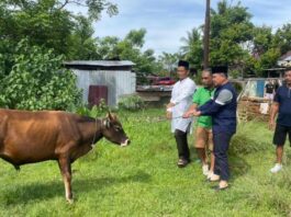Hewan Kurban di Kota Bengkulu capai 2.426 ekor